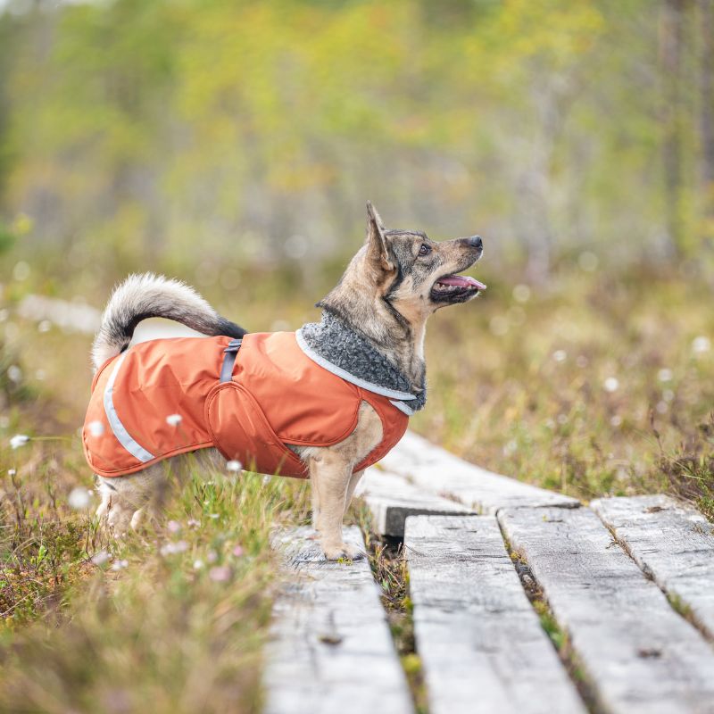 Koira seisoo pitkospuilla syksyisessä metsässä oranssi vuorellinen talvitakki päällään.