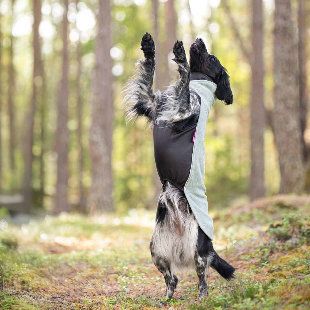 Pomppa JumppaPomppa usnea fiiliskuva