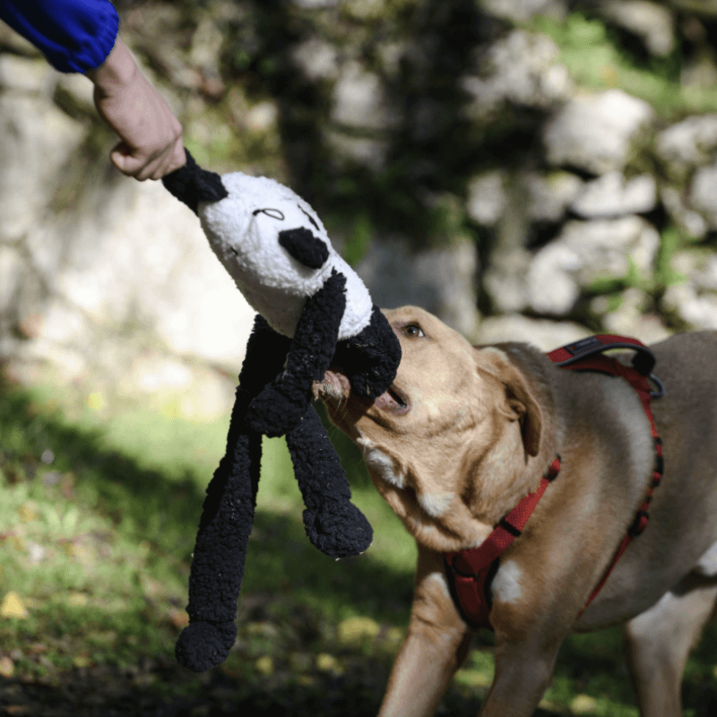 Freedog