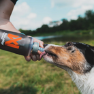 Non-Stop Dogwear softflask koira juomassa